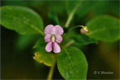 Impatiens bababudenensis